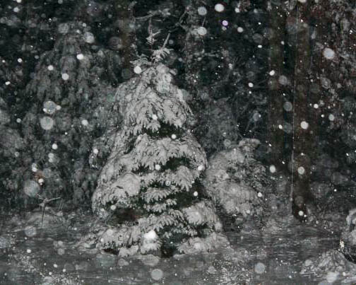 Christmas tree in the storm. © Cheryl Fuller Sparks