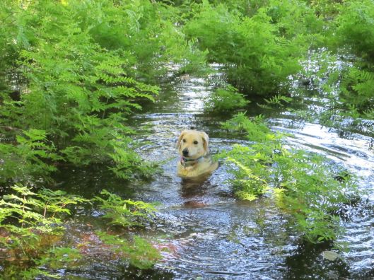 fern bath