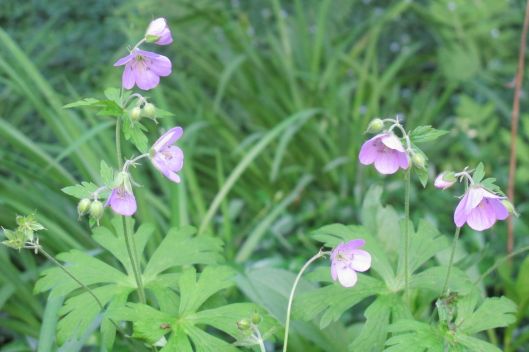wild geraniums