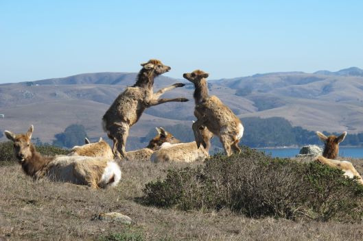 Sibling rivalry ©Judith A. Ross