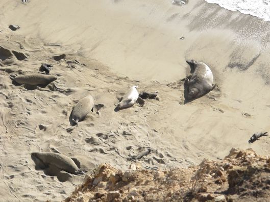 Elephant seals
