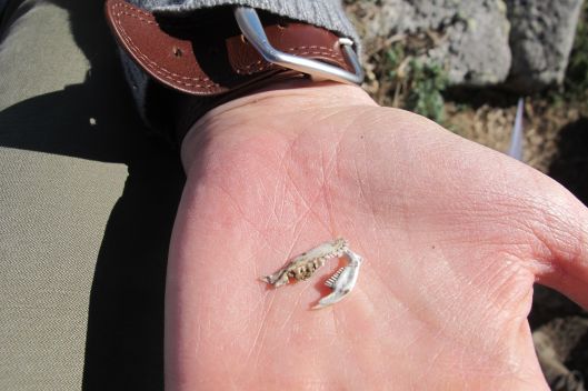 Remains ©Judith A. Ross