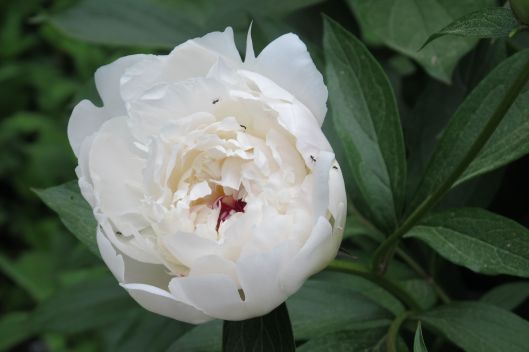 Peony