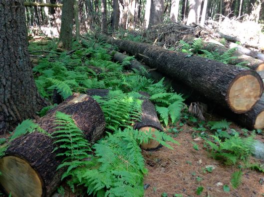 Logs_ferns