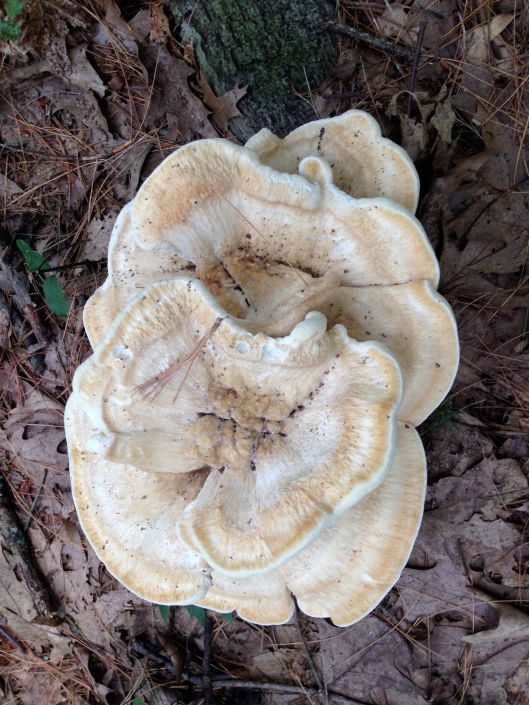 And the local fungus reminds me of an old-fashioned ruffled collar.
