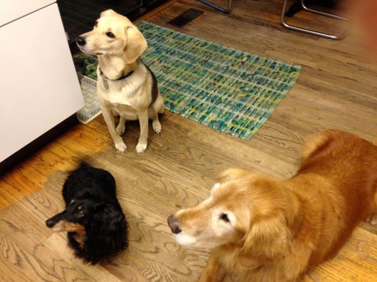 The NW Portland pack.