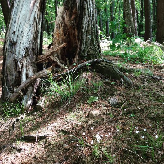 still life with flowers